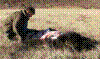 moskus2009-12.jpg