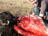 moskus2009-15.jpg