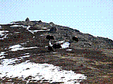 Akul03.jpg