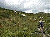 Ferie06Norge55.jpg